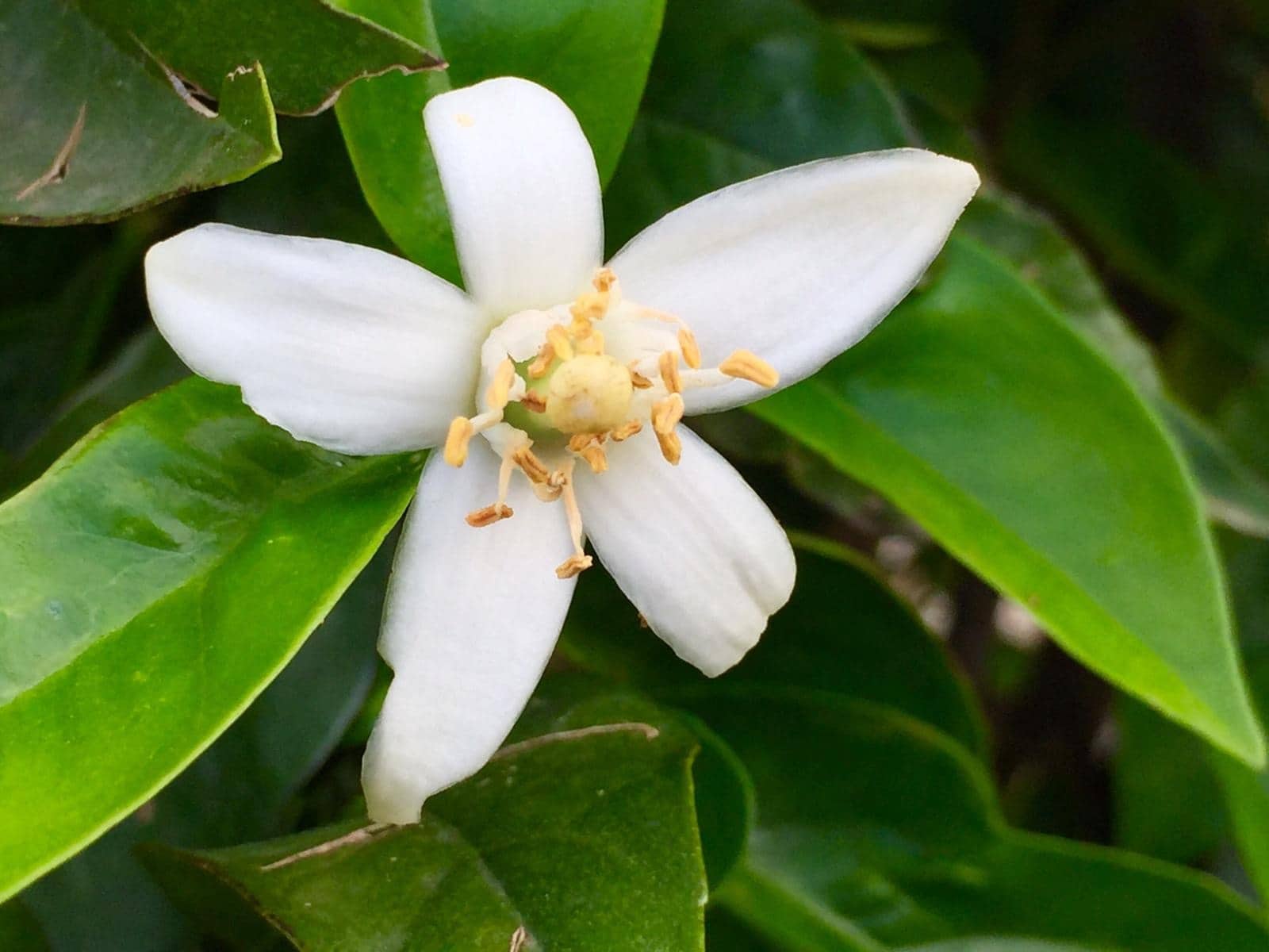 Finca/Landhuis te koop in Pizarra met zwembad - € 160.000 (Ref: 4397136)