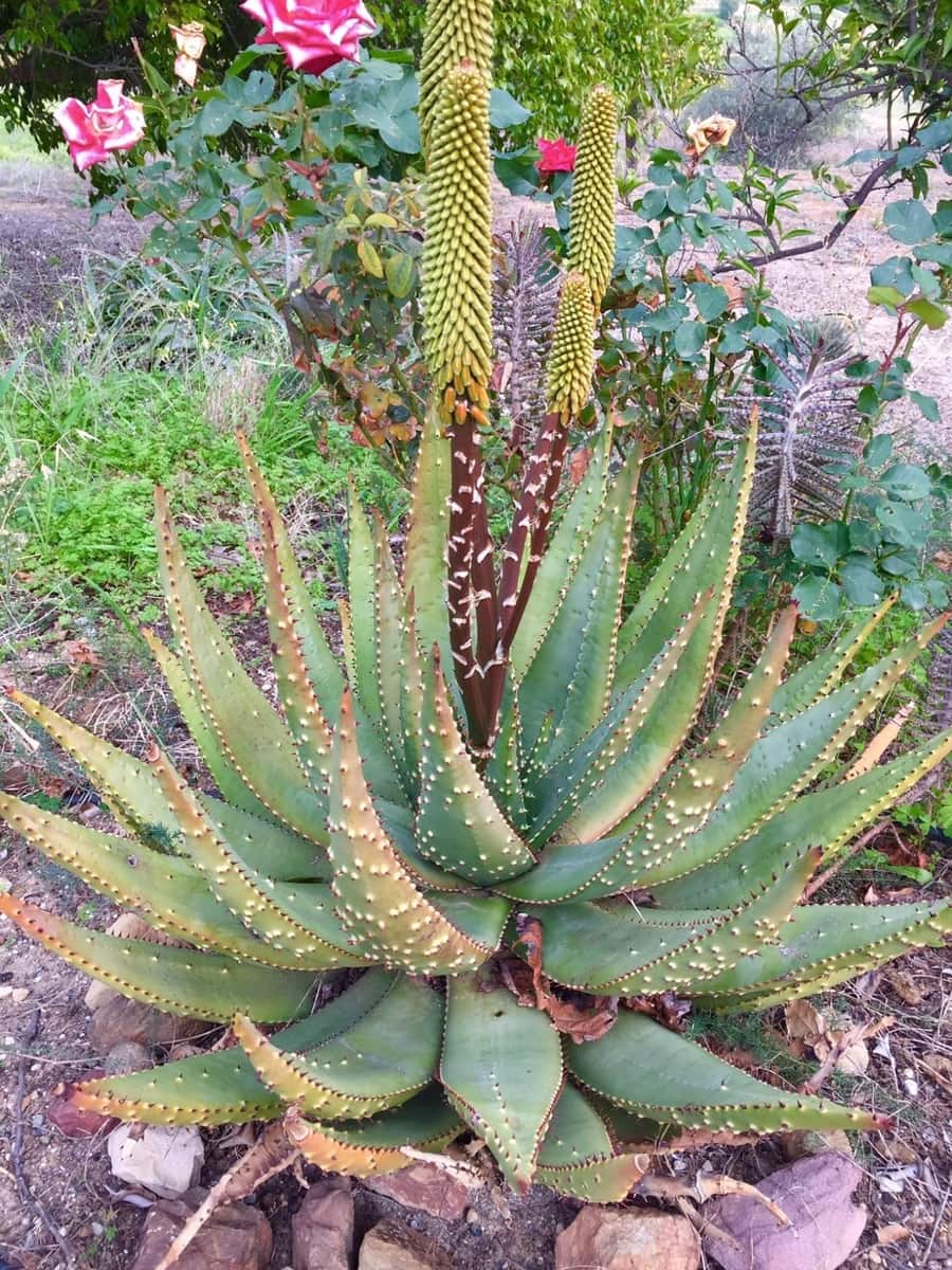 Finca/Landhuis te koop in Pizarra met zwembad - € 160.000 (Ref: 4397136)