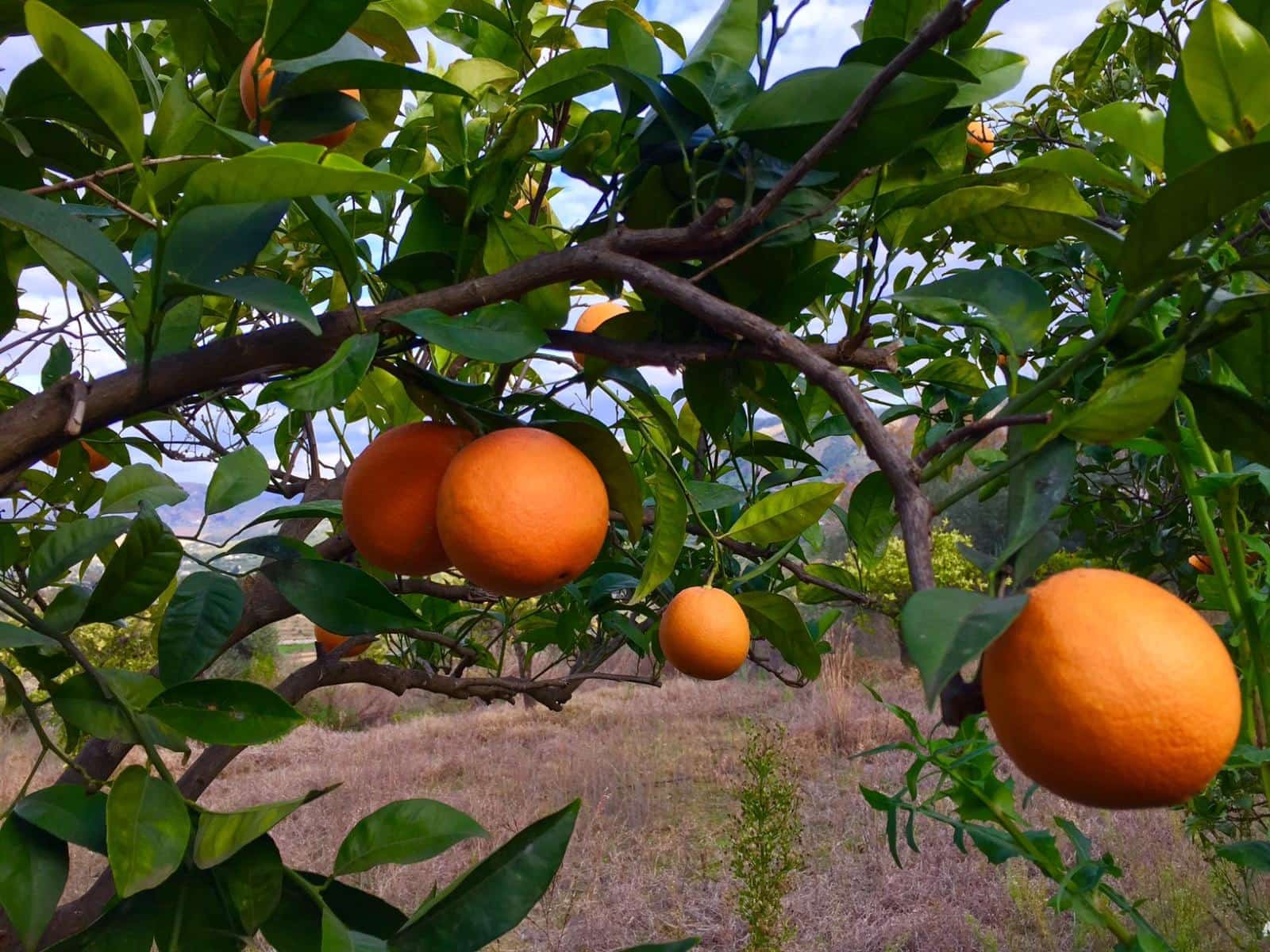 Finca/Landhuis te koop in Pizarra met zwembad - € 160.000 (Ref: 4397136)