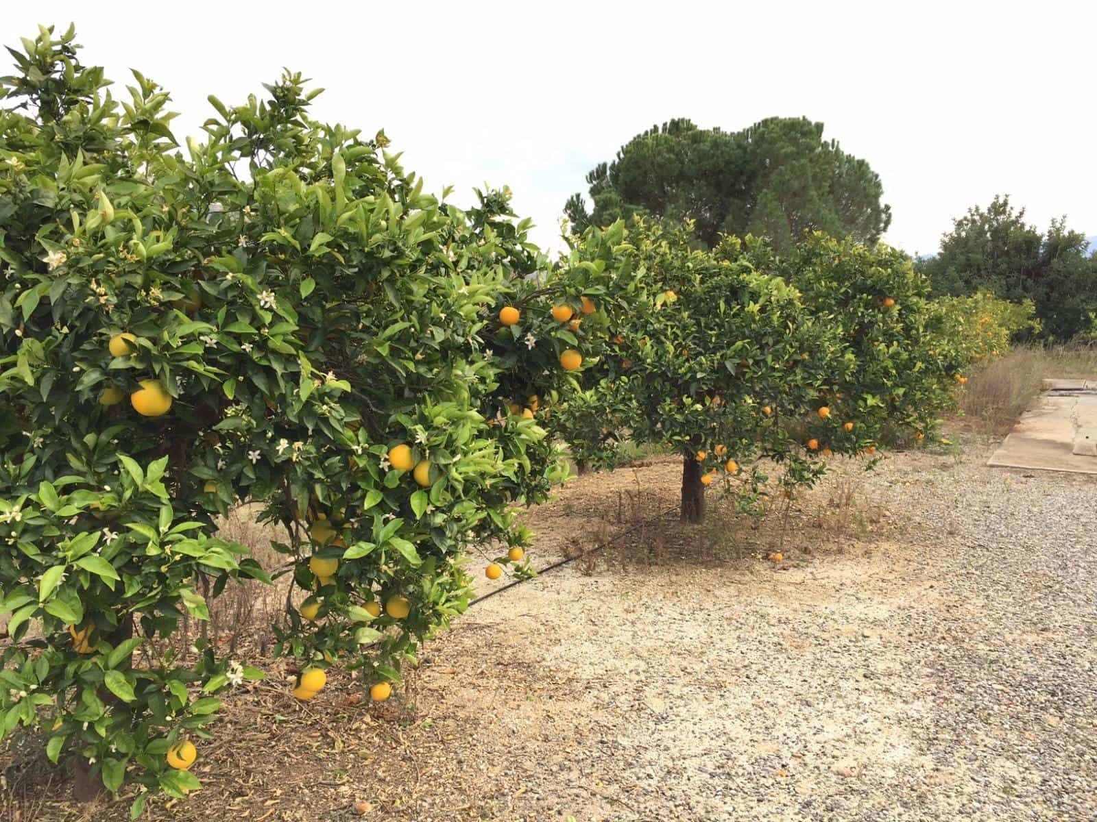 Finca/Landhuis te koop in Pizarra met zwembad - € 160.000 (Ref: 4397136)