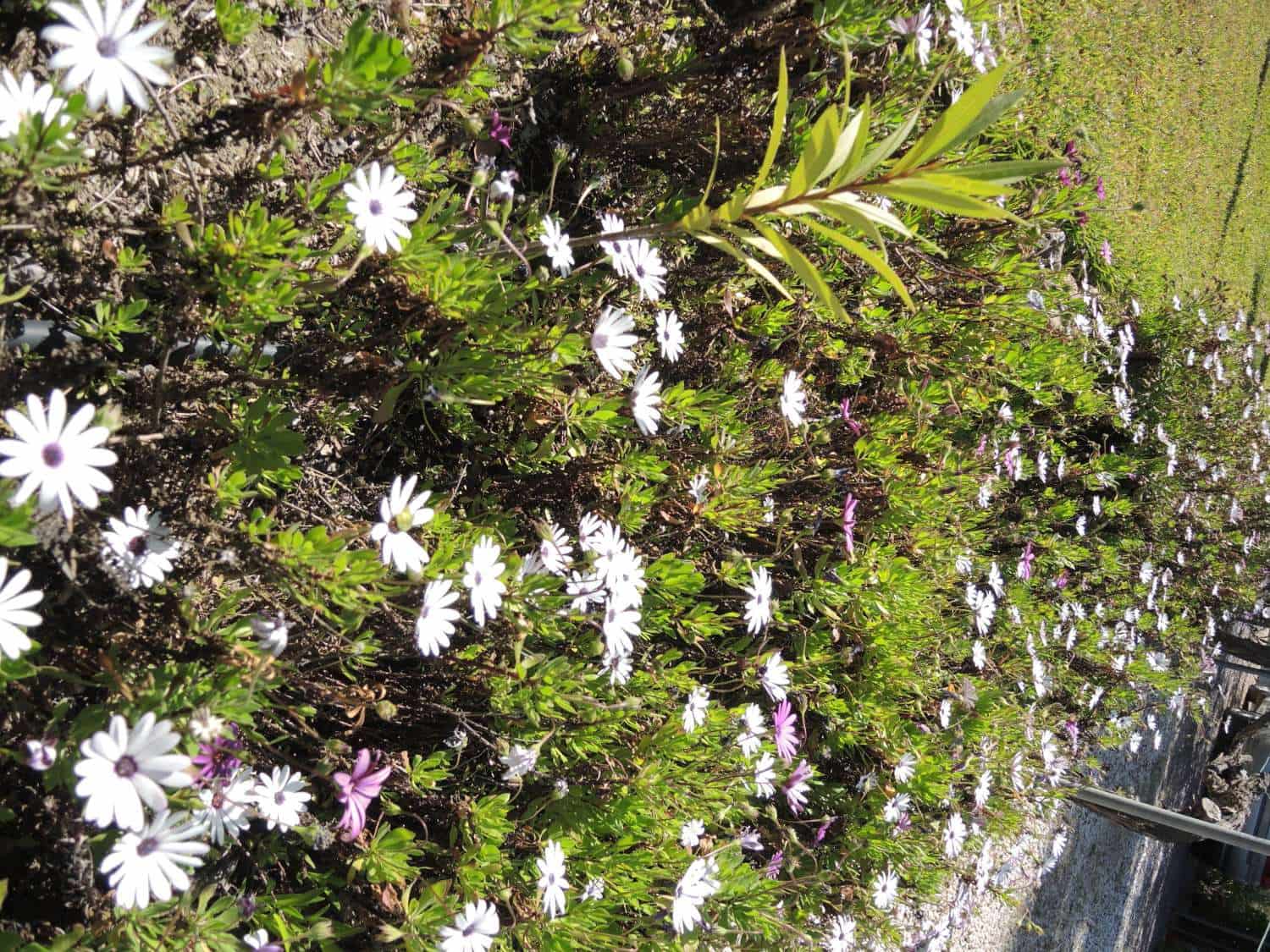 5 chambre Finca/Maison de Campagne à vendre à Alhaurin el Grande avec piscine - 580 000 € (Ref: 7588600)