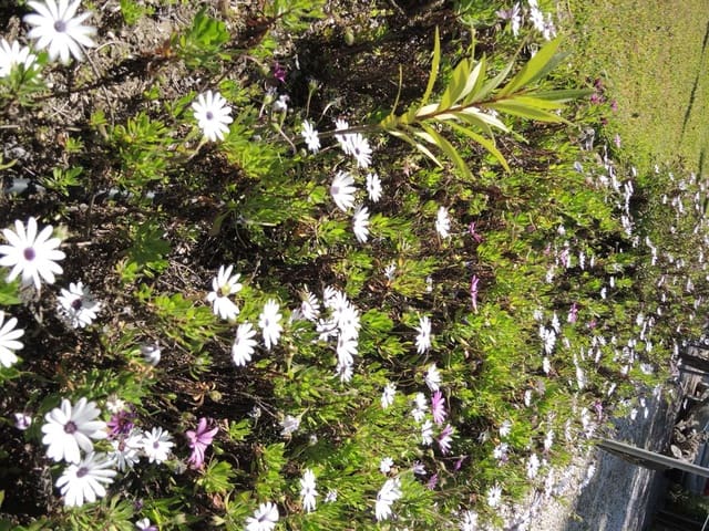 5 makuuhuone Maalaistalo myytävänä paikassa Alhaurín el Grande mukana uima-altaan - 580 000 € (Ref: 7588600)