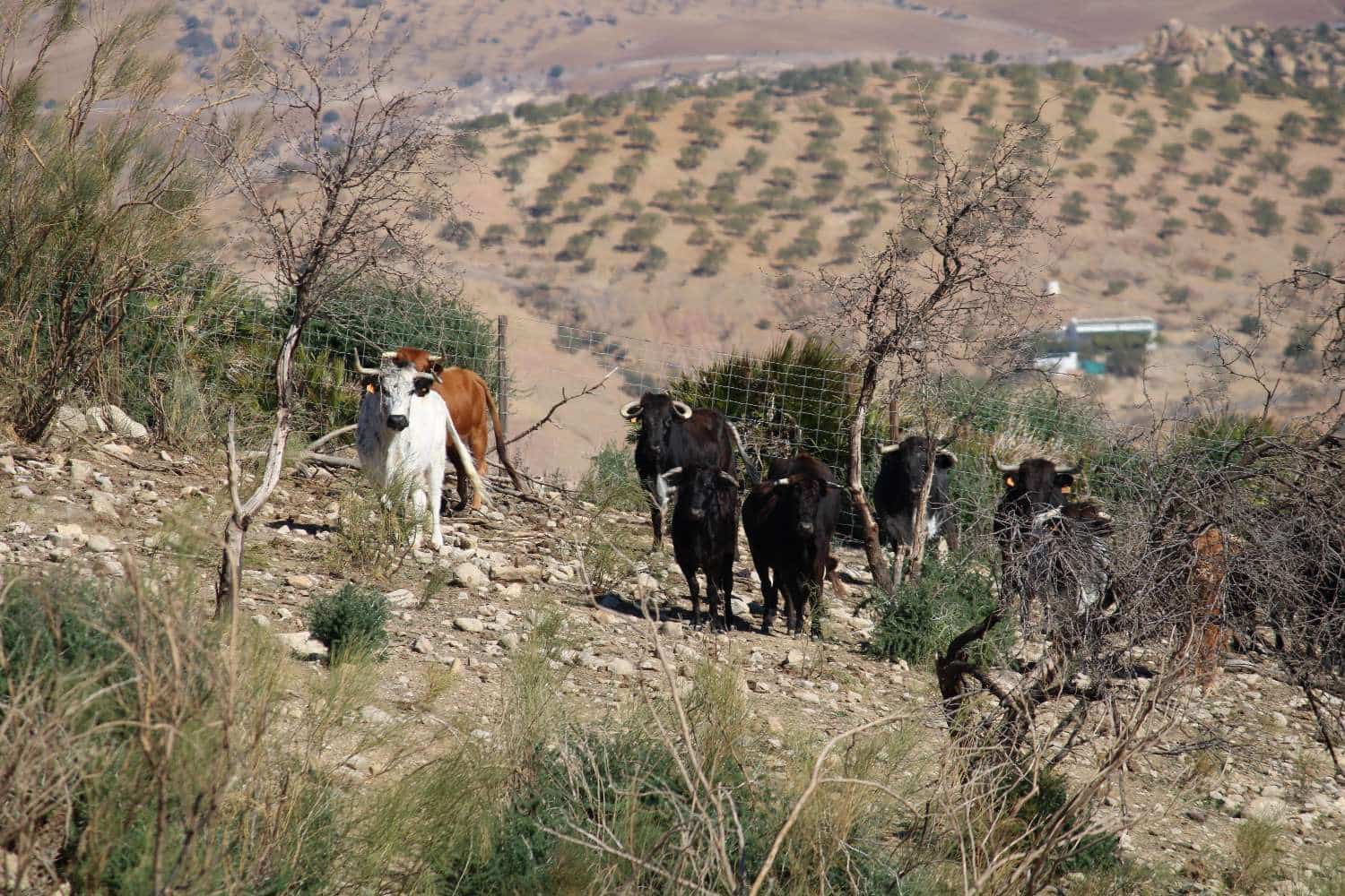 Finca/Herregård til salgs i Alora - € 680 000 (Ref: 7896224)