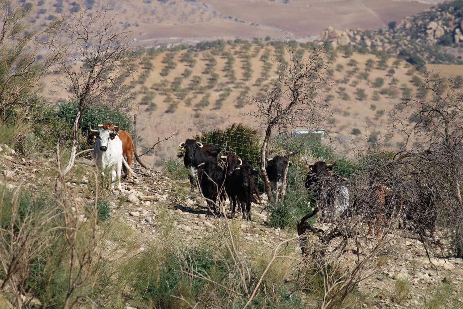 Finca/Herregård til salgs i Alora - € 680 000 (Ref: 7896224)