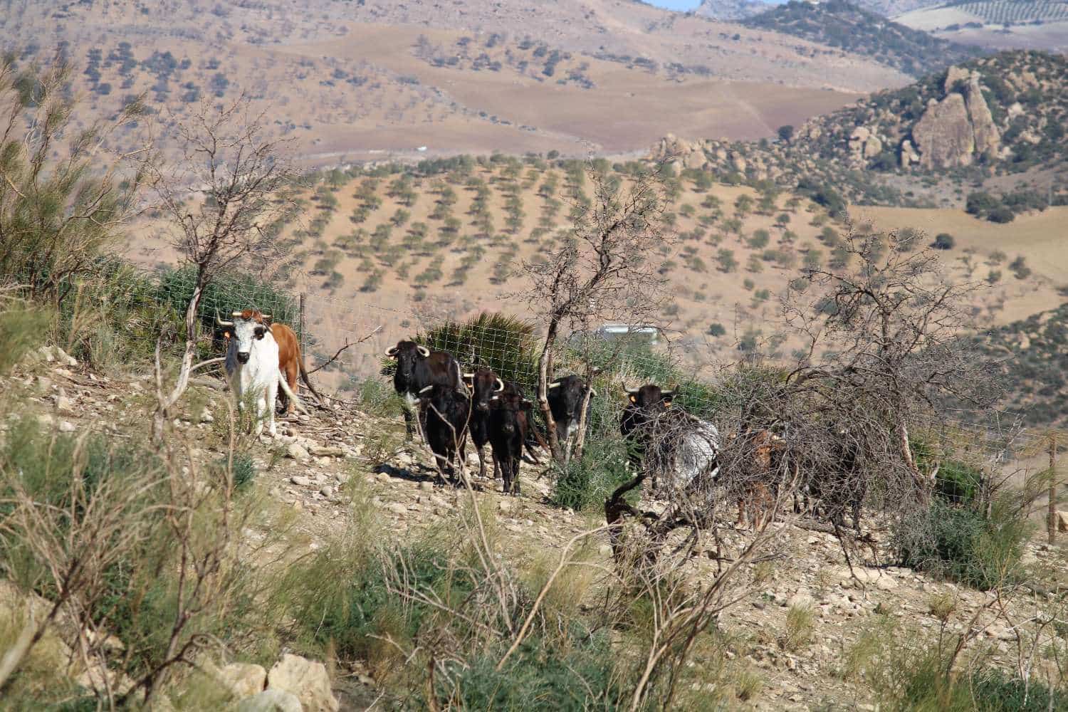 Finca/Herregård til salgs i Alora - € 680 000 (Ref: 7896224)