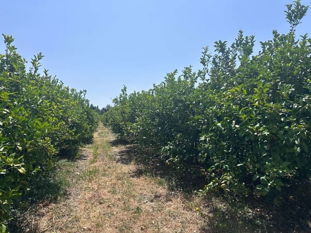 Finca/Landehus til salg i Alhaurín de la Torre - € 250.000 (Ref: 9036386)