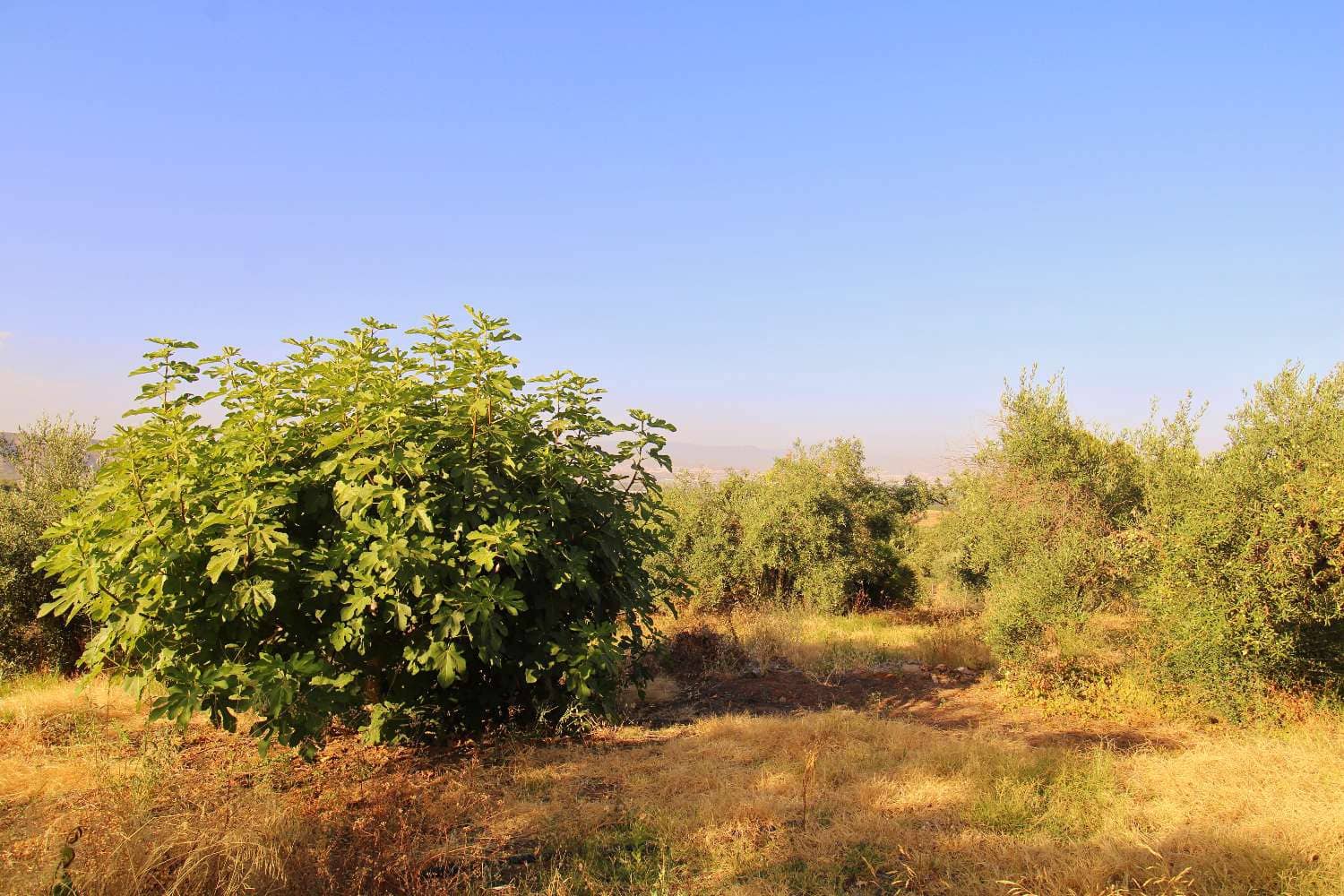 Building Plot for sale in Alhaurin de la Torre - € 75,000 (Ref: 9129458)