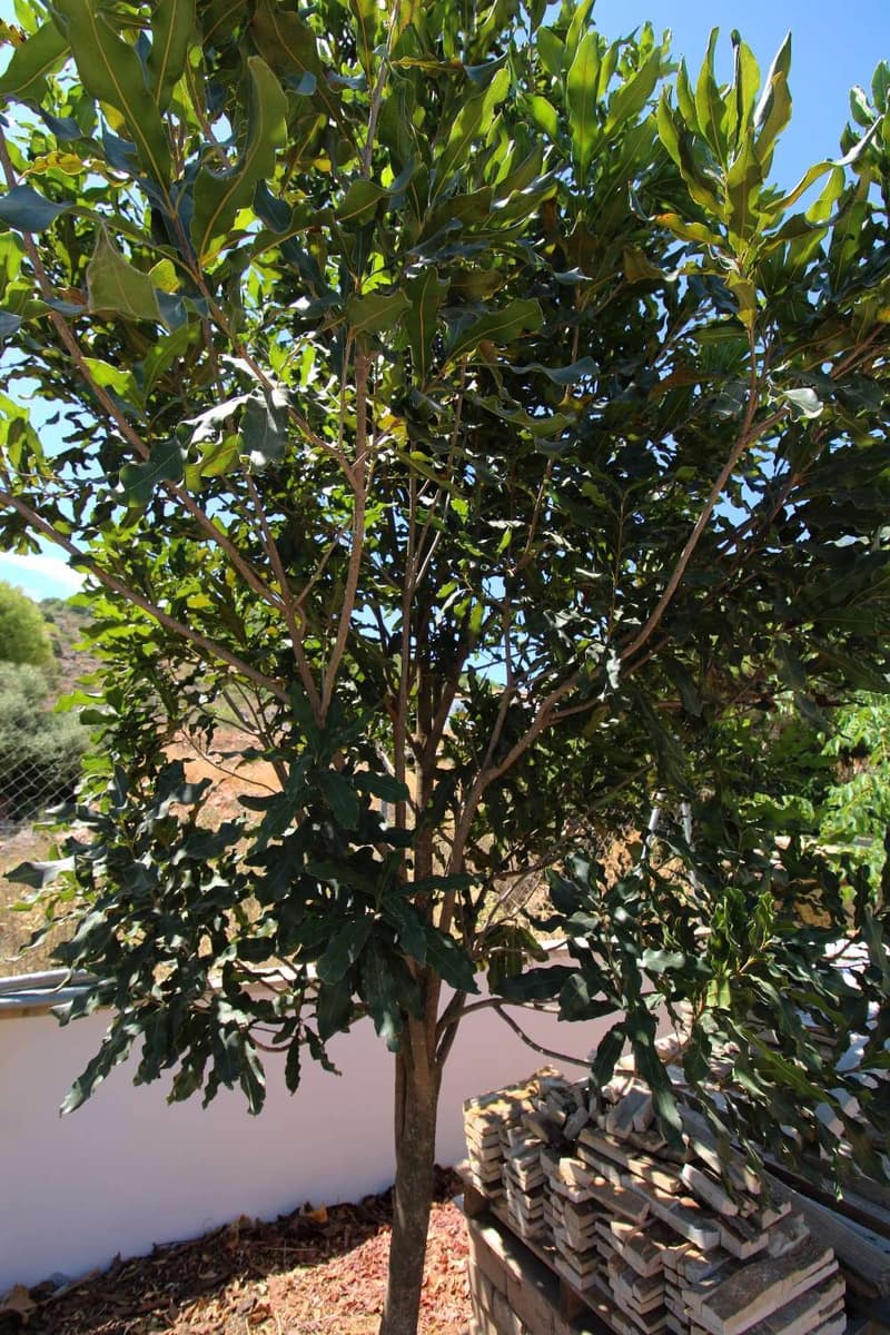 4 quarto Moradia para venda em Alhaurin de la Torre com piscina - 650 000 € (Ref: 9141314)