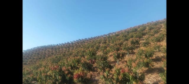 Finca/Landgut zu verkaufen in Rincón de la Victoria - 1.435.000 € (Ref: 9543012)