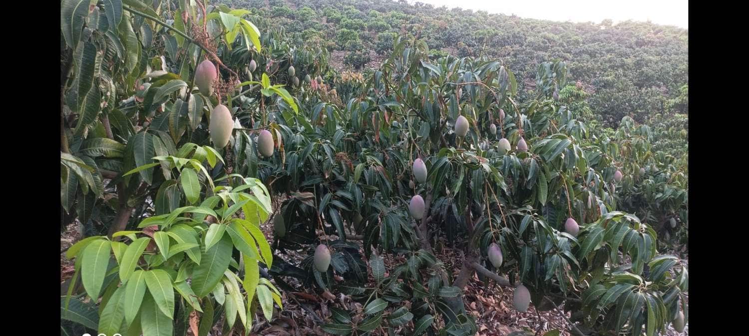 Finca/Landgut zu verkaufen in Rincon de la Victoria - 1.435.000 € (Ref: 9543012)