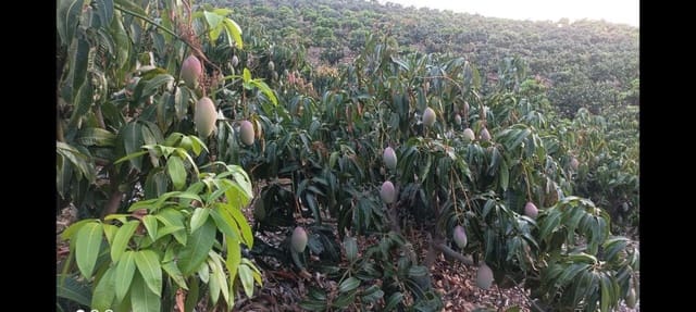 Finca/Landgut zu verkaufen in Rincón de la Victoria - 1.435.000 € (Ref: 9543012)