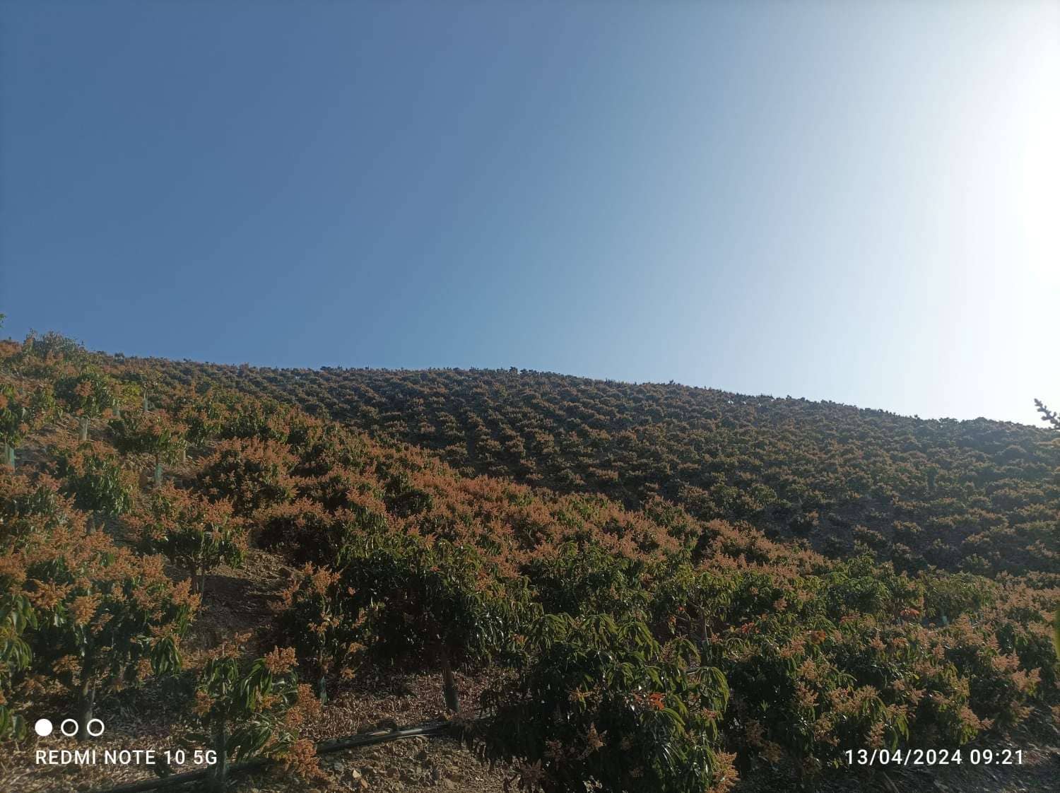 Finca/Landgut zu verkaufen in Rincon de la Victoria - 1.435.000 € (Ref: 9543012)