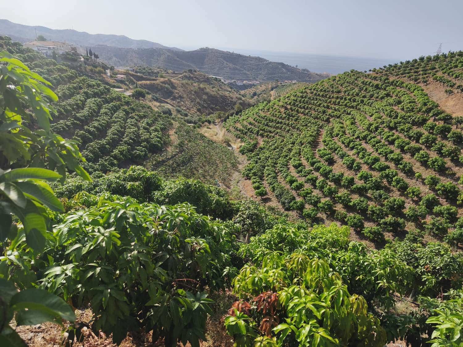 Finca/Landgut zu verkaufen in Rincon de la Victoria - 1.435.000 € (Ref: 9543012)