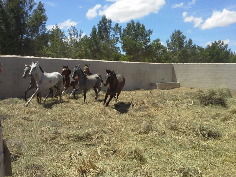 2 bedroom Finca/Country House for sale in Yecla - € 650,000 (Ref: 5788058)