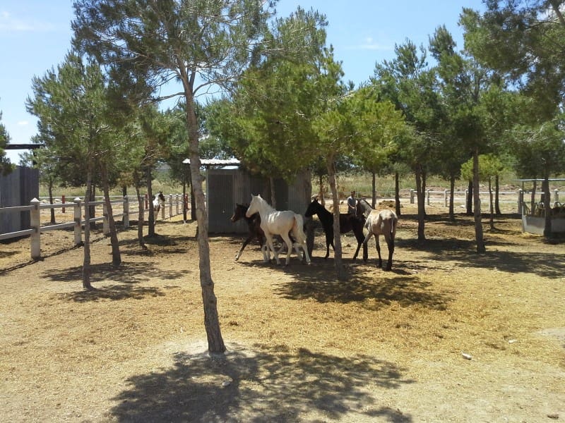 2 bedroom Finca/Country House for sale in Yecla - € 650,000 (Ref: 5788058)