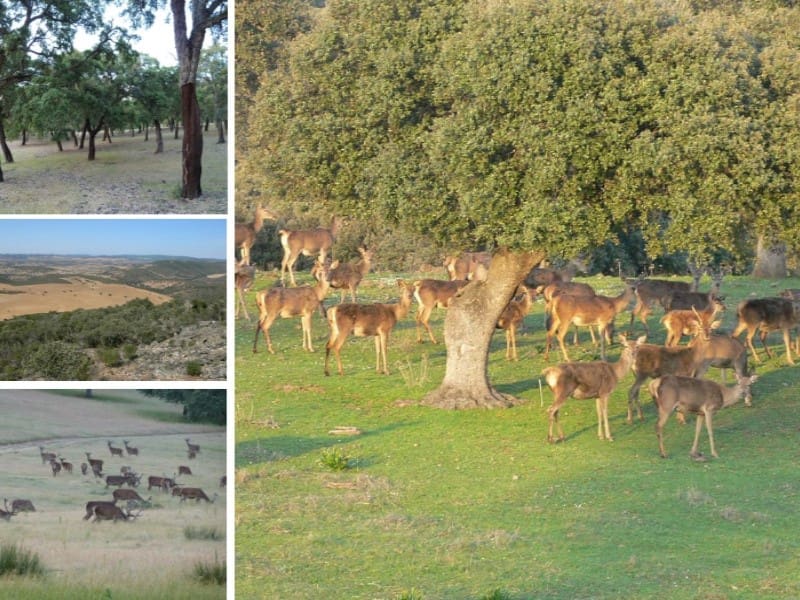 Finca/Landehus til salg i Castilblanco de los Arroyos - € 45.000.000 (Ref: 8728108)