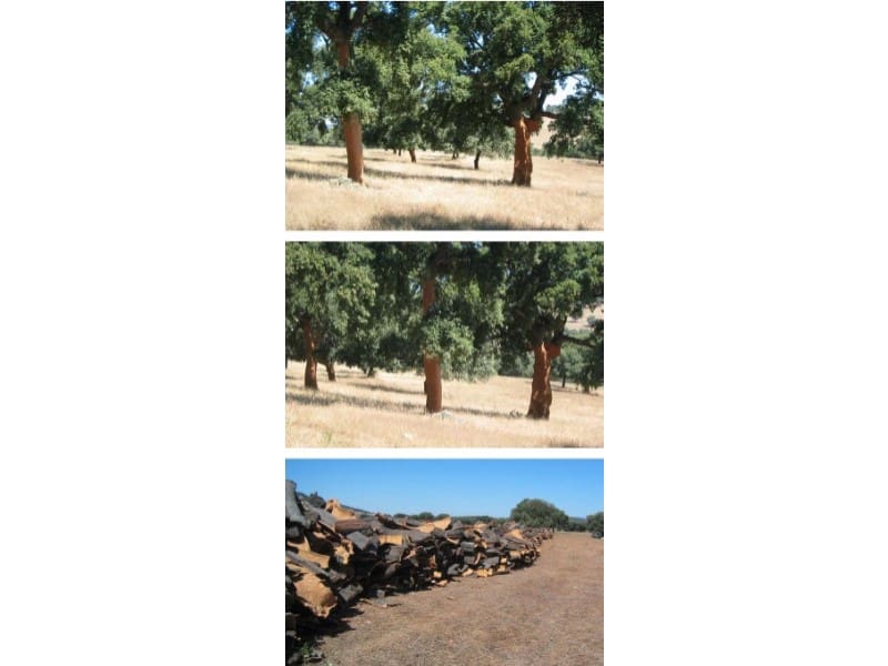 Finca/Landehus til salg i Castilblanco de los Arroyos - € 45.000.000 (Ref: 8728108)