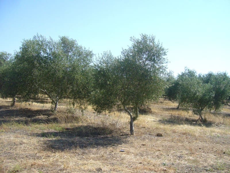 Finca/Landehus til salg i Castilblanco de los Arroyos - € 45.000.000 (Ref: 8728108)