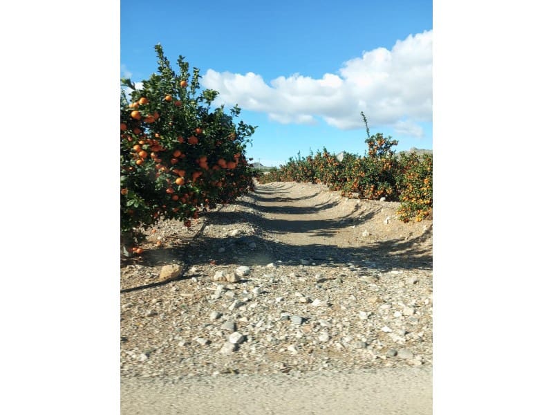 Finka/Dom wiejski na sprzedaż w Orihuela - 16 000 000 € (Ref: 8731992)