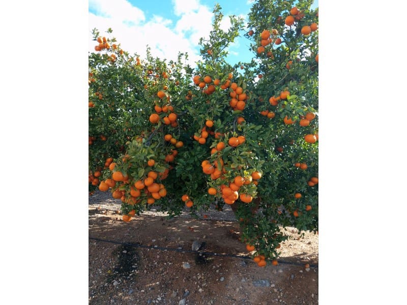 Finka/Dom wiejski na sprzedaż w Orihuela - 16 000 000 € (Ref: 8731992)