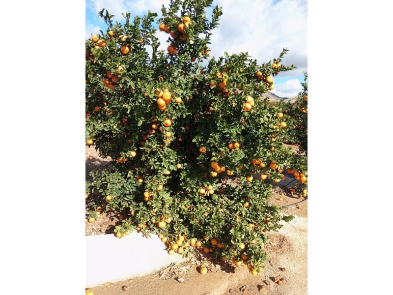 Finka/Dom wiejski na sprzedaż w Orihuela - 16 000 000 € (Ref: 8731992)