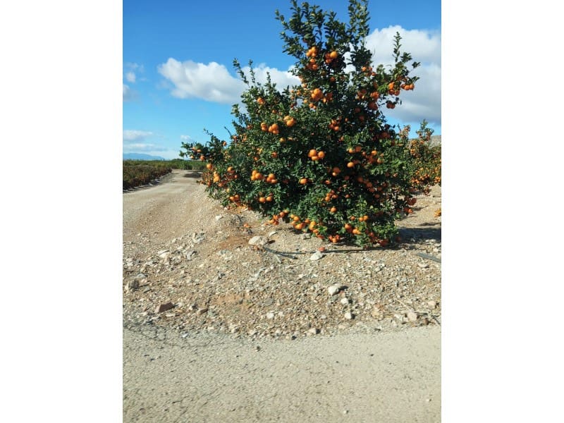 Finka/Dom wiejski na sprzedaż w Orihuela - 16 000 000 € (Ref: 8731992)