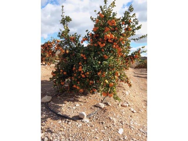 Finca/Casa di Campagna in vendita in Desamparados - Hurchillo - Torremendo, Orihuela - 16.000.000 € (Rif: 8731992)