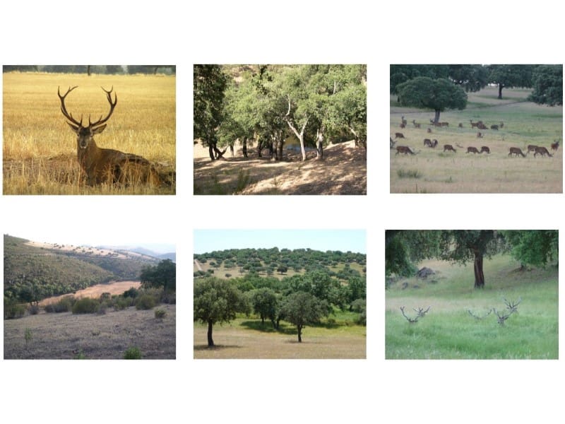 Finca/Country House for sale in Puertollano - € 3,500,000 (Ref: 8731995)