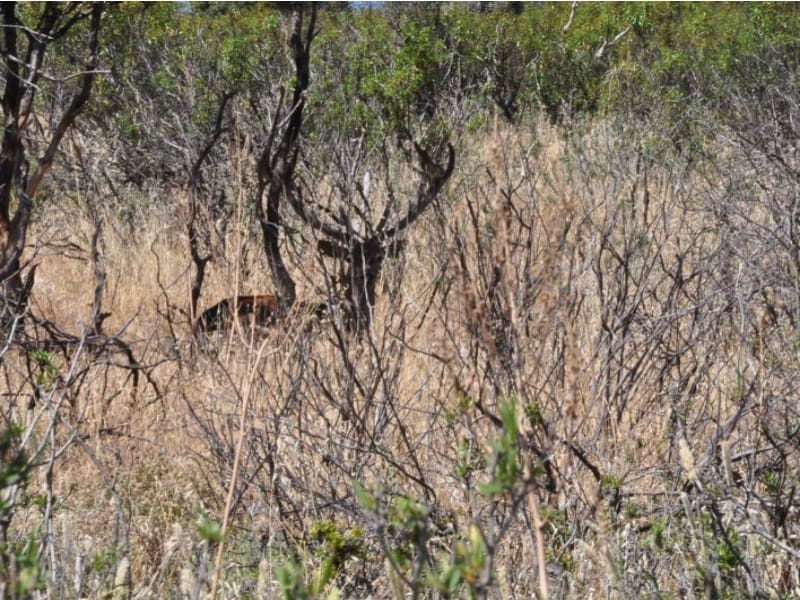 Finca/Country House for sale in Puertollano - € 3,500,000 (Ref: 8731995)