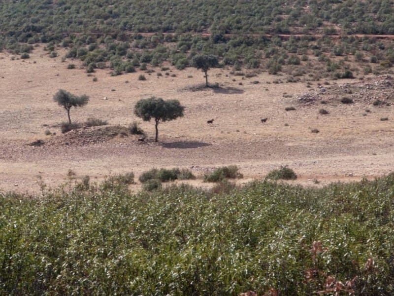 Finca/Country House for sale in Puertollano - € 3,500,000 (Ref: 8731995)