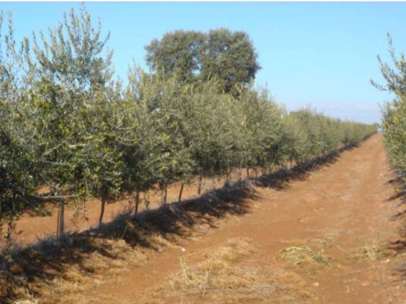 Finca/Casa di Campagna in vendita in Hinojares - 35.000.000 € (Rif: 8734251)