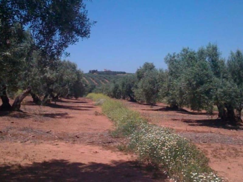 Finca/Casa di Campagna in vendita in Hinojares - 35.000.000 € (Rif: 8734251)