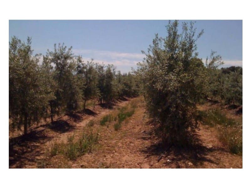 Finca/Casa di Campagna in vendita in Hinojares - 35.000.000 € (Rif: 8734251)