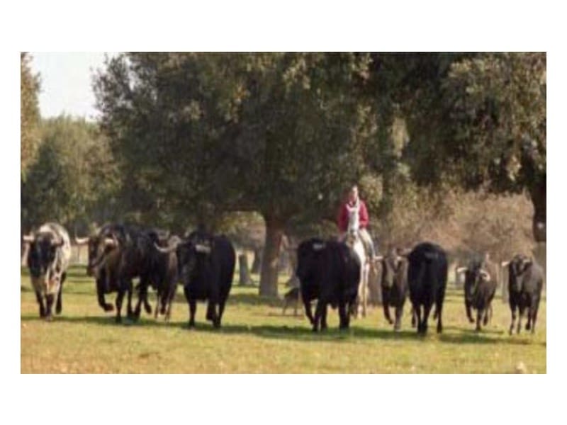 Finca/Casa di Campagna in vendita in Hinojares - 35.000.000 € (Rif: 8734251)