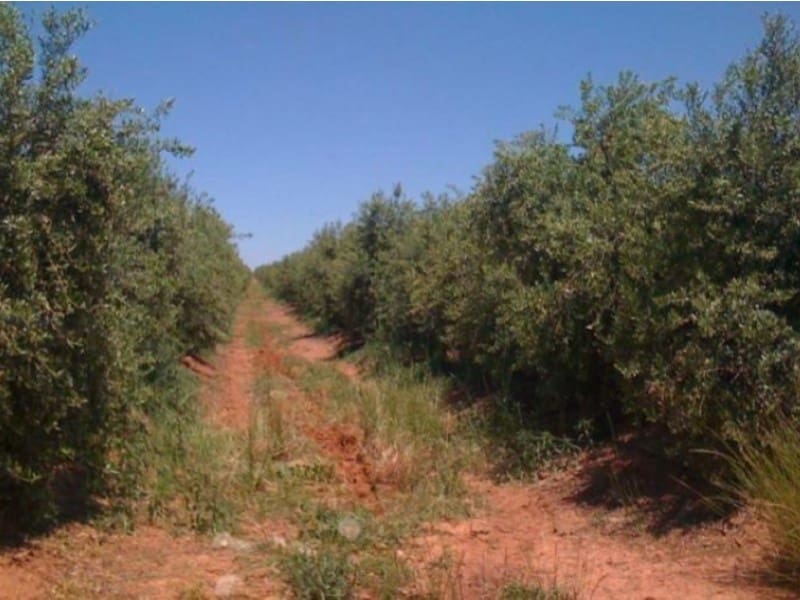 Finca/Casa di Campagna in vendita in Hinojares - 35.000.000 € (Rif: 8734251)