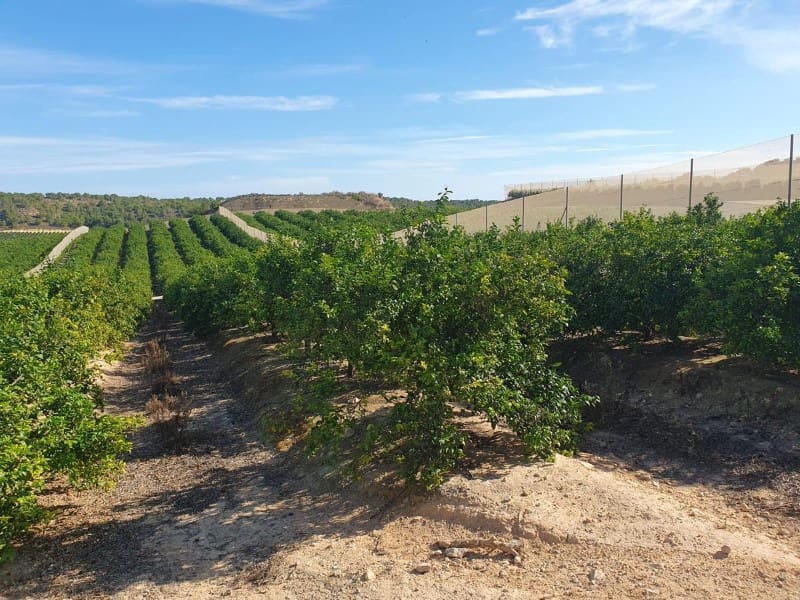 Finca/Landehus til salg i Pilar de la Horadada - € 20.000.000 (Ref: 8748328)