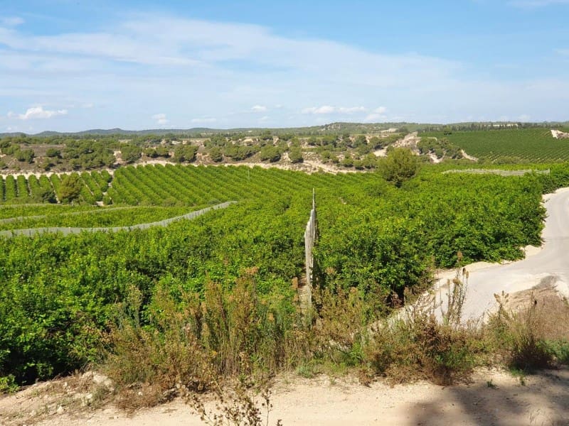 Finca/Landehus til salg i Pilar de la Horadada - € 20.000.000 (Ref: 8748328)