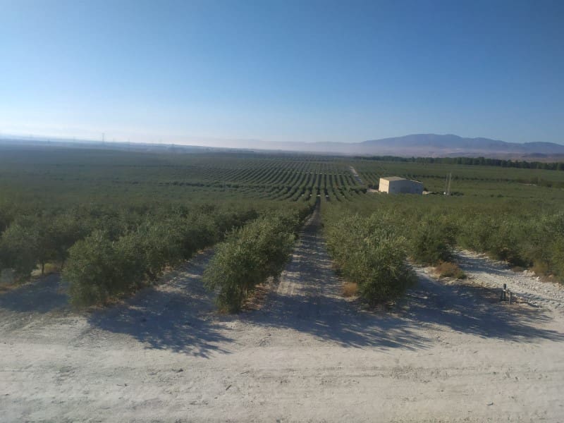 Finca/Landehus til salg i Jaen by - € 38.000.000 (Ref: 8757872)