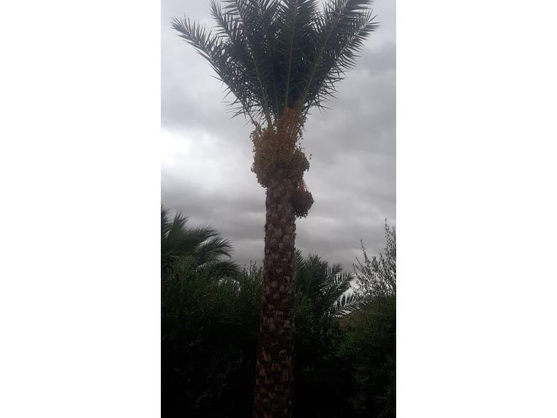 3 soveværelse Finca/Landehus til salg i Puente Tocinos - € 950.000 (Ref: 8770847)