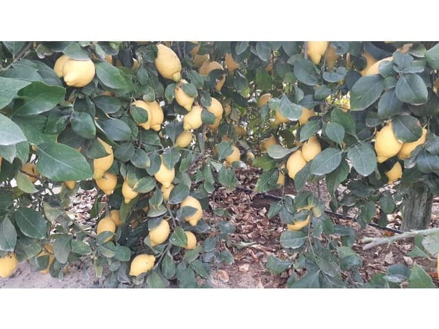 3 soverom Finca/Herregård til salgs i Puente Tocinos, Murcia by - € 950 000 (Ref: 8770847)