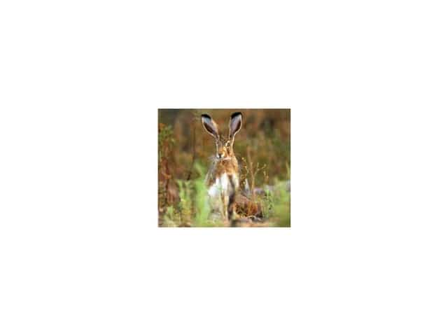 Finca/Landgut zu verkaufen in Hellín - 1.500.000 € (Ref: 8855026)