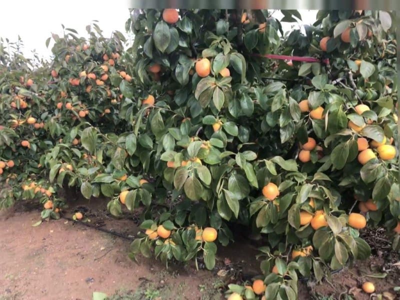 Finca/Landehus til salg i Huelva by - € 13.000.000 (Ref: 8888567)