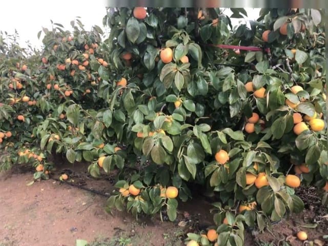 Finca/Landgut zu verkaufen in Huelva Stadt - 13.000.000 € (Ref: 8888567)