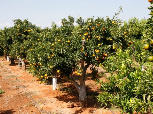 Finca/Landgut zu verkaufen in Huelva Stadt - 13.000.000 € (Ref: 8888567)