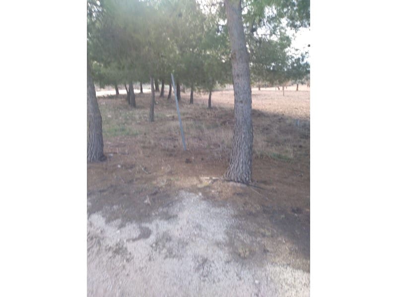 Maalaistalo myytävänä paikassa Novelda - 625 000 € (Ref: 8894617)