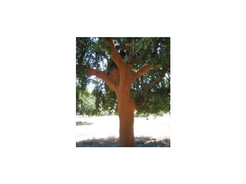 45 bedroom Finca/Country House for sale in Puebla de Don Rodrigo with pool garage - € 36,000,000 (Ref: 8897005)