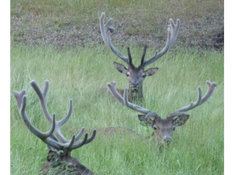 45 bedroom Finca/Country House for sale in Puebla de Don Rodrigo with pool garage - € 36,000,000 (Ref: 8897005)