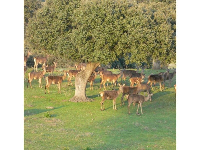 45 bedroom Finca/Country House for sale in Puebla de Don Rodrigo with pool garage - € 36,000,000 (Ref: 8897005)