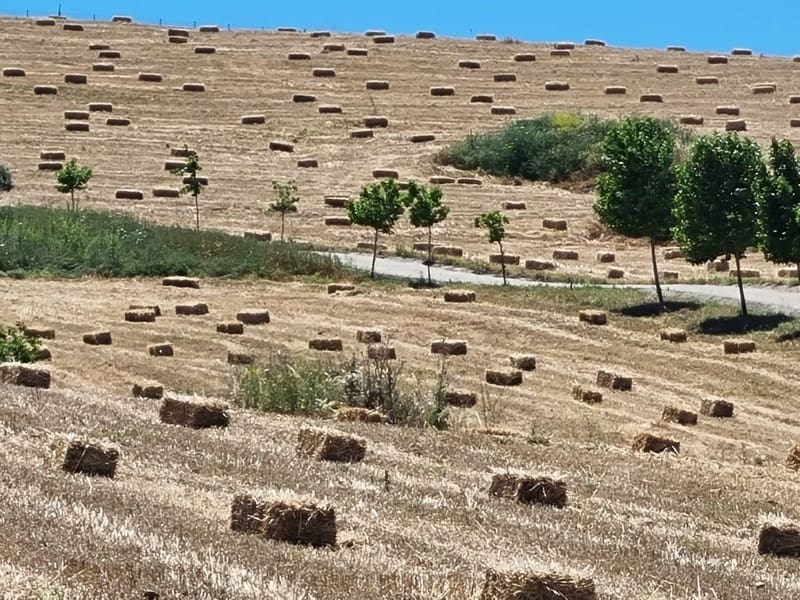 4 soveværelse Finca/Landehus til salg i Jimena de la Frontera - € 2.000.000 (Ref: 8905743)