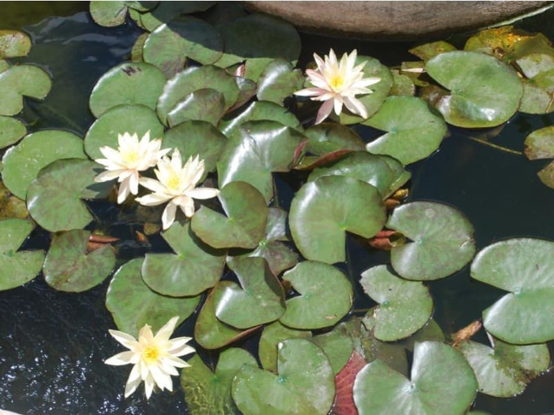 3 soveværelse Villa til salg i Calpe / Calp med garage - € 520.000 (Ref: 9236826)